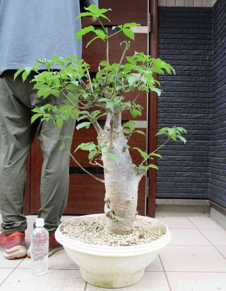 発根済【現品】バオバブの木　バオバブ・ディギタータ　15号鉢　HB番