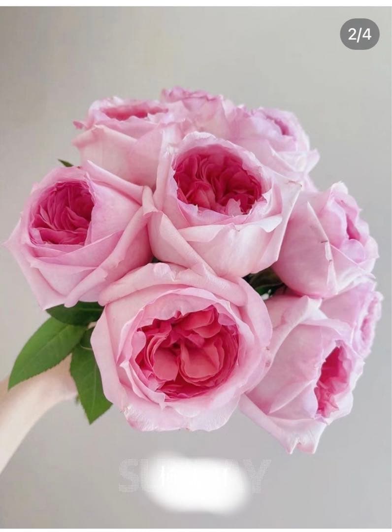 接木苗予約受付中　❗️‼️