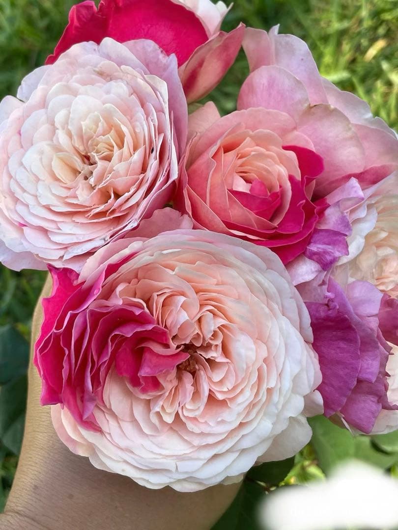 接木苗予約受付中　❗️‼️