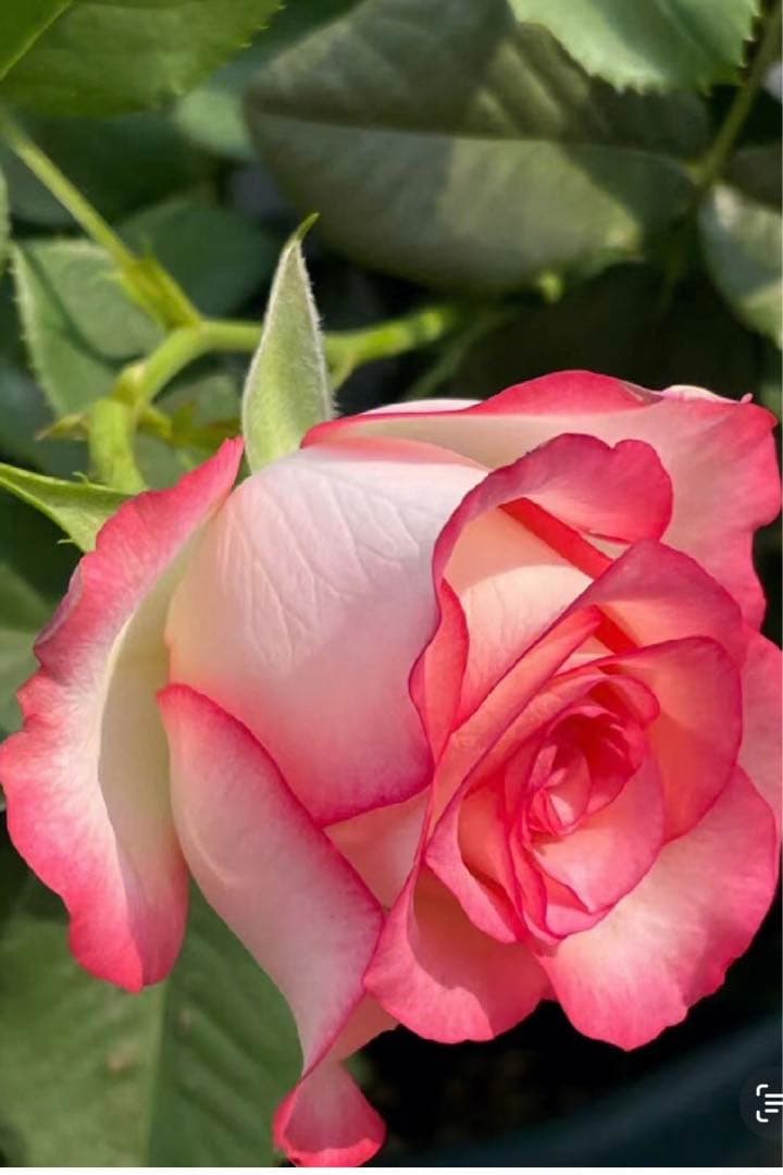 接木苗予約受付中　❗️‼️