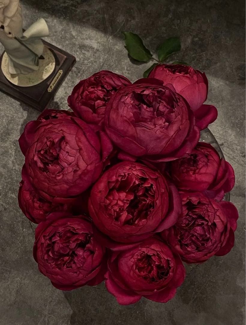 接木苗予約受付中　❗️‼️