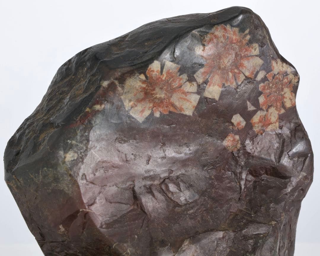 菊花石 菊紋石 小菊 紋石 台座付 1.1kg 鑑賞石 原石 自然石 美石 水石