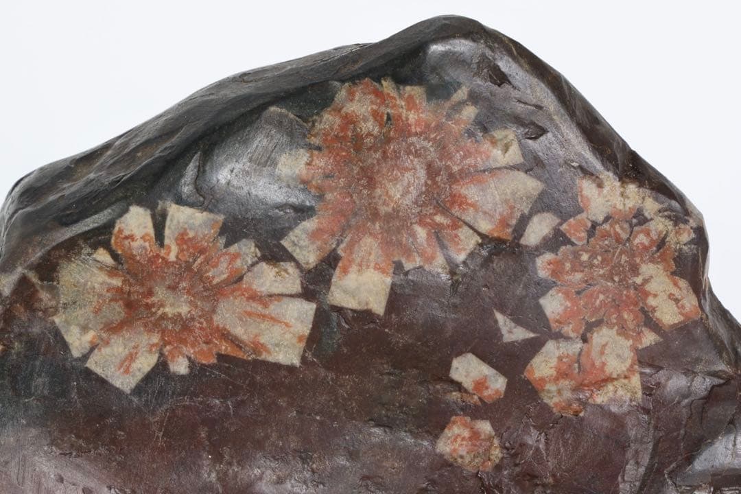 菊花石 菊紋石 小菊 紋石 台座付 1.1kg 鑑賞石 原石 自然石 美石 水石