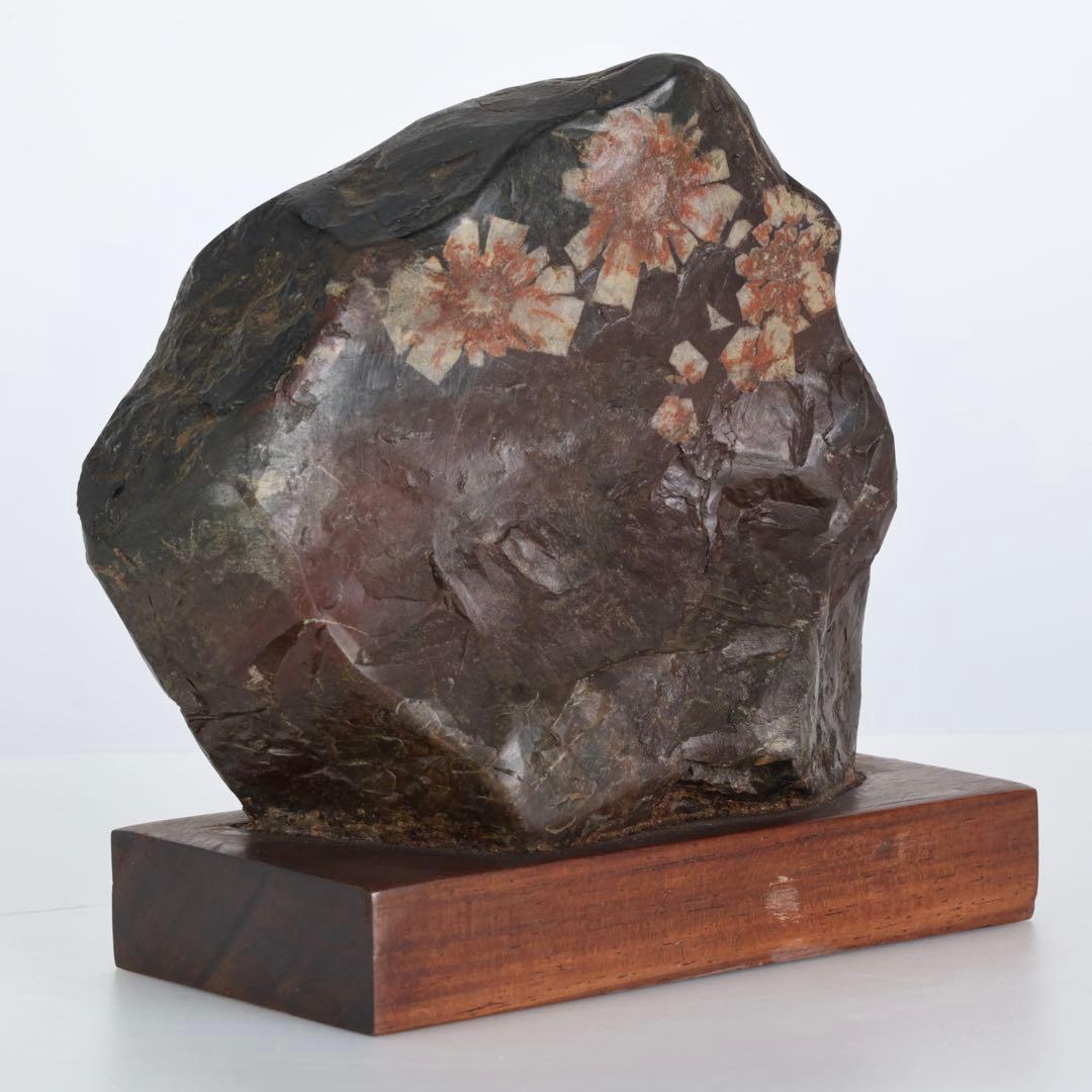 菊花石 菊紋石 小菊 紋石 台座付 1.1kg 鑑賞石 原石 自然石 美石 水石