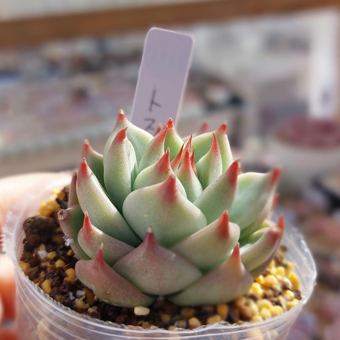 多肉植物  トスカーナ お爪に惚れ～♡