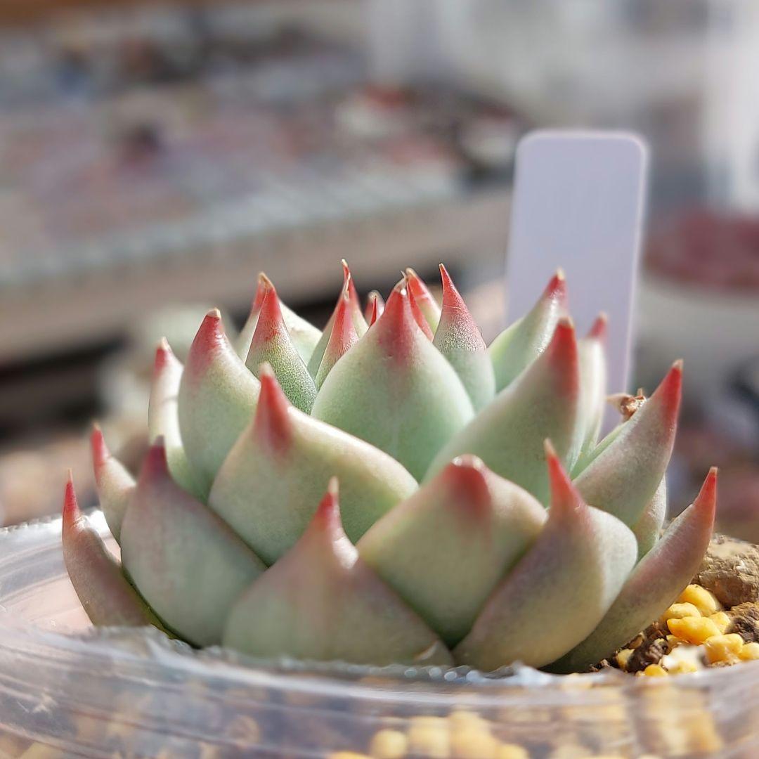 多肉植物  トスカーナ お爪に惚れ～♡