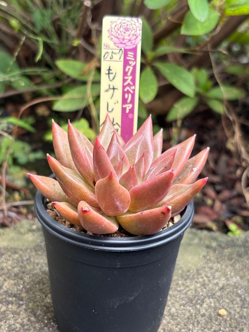 専用 おらいさん苗 ミックスベリア もみじ飴 札付き 多肉植物