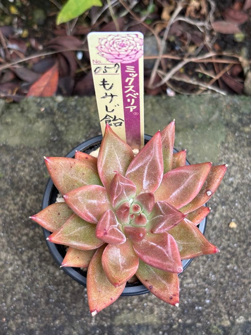 専用 おらいさん苗 ミックスベリア もみじ飴 札付き 多肉植物