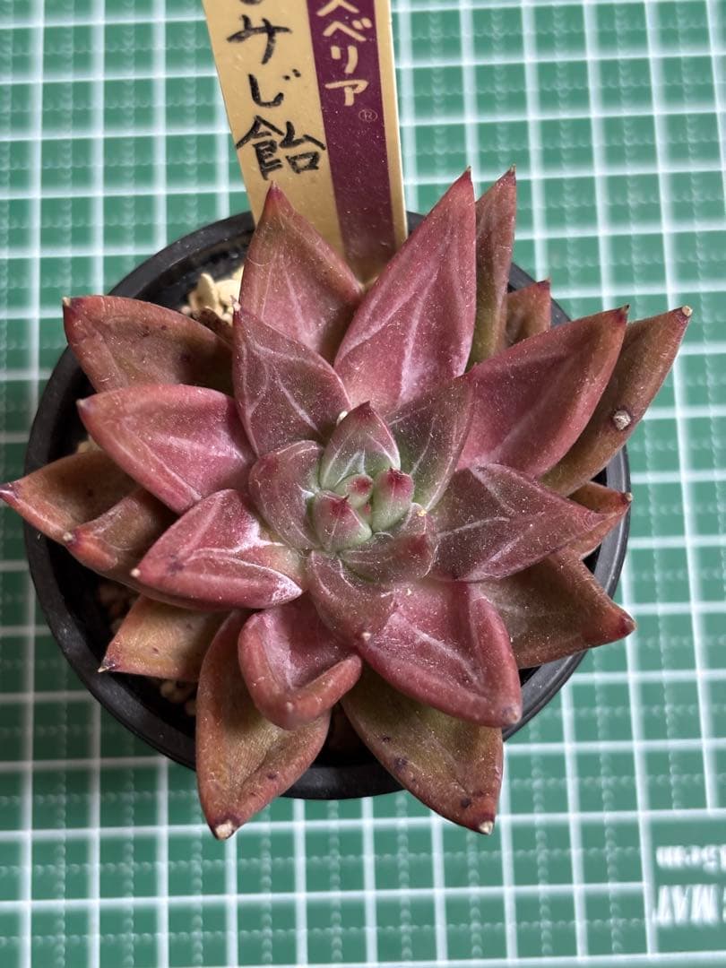 専用 おらいさん苗 ミックスベリア もみじ飴 札付き 多肉植物