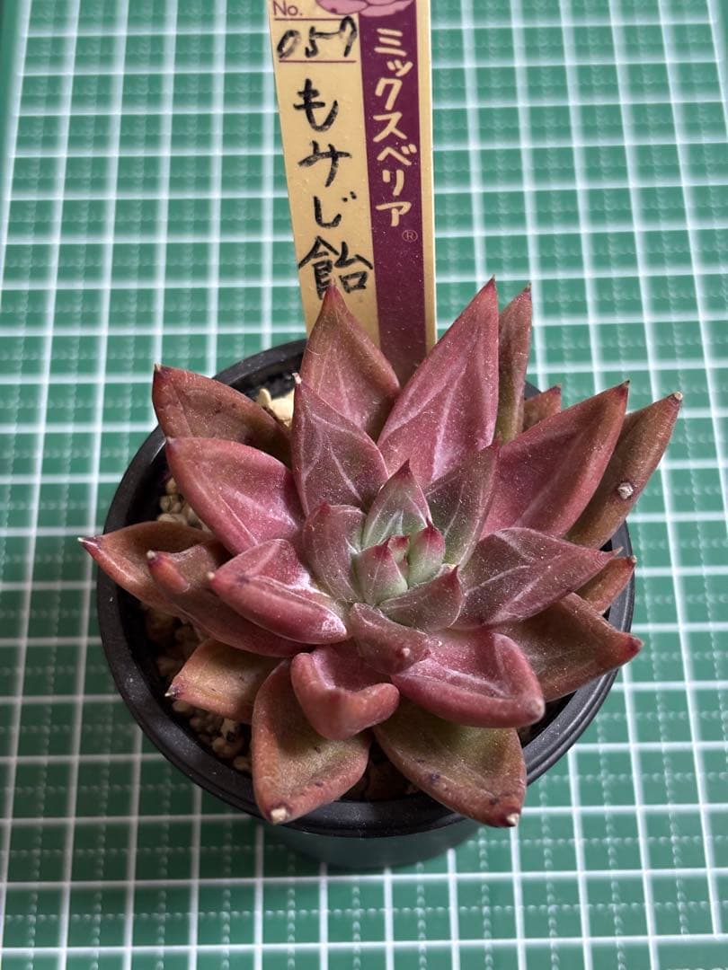 専用 おらいさん苗 ミックスベリア もみじ飴 札付き 多肉植物