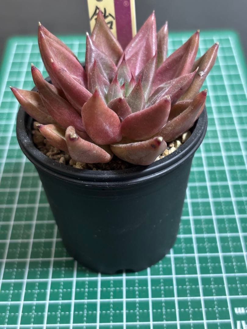 専用 おらいさん苗 ミックスベリア もみじ飴 札付き 多肉植物