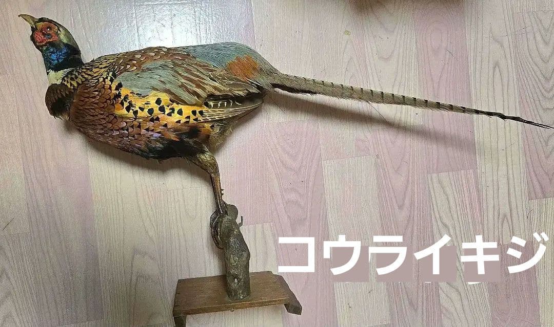 西直樹ページ　　剥製 セット　コウライキジ　ヤマドリ　台座付き