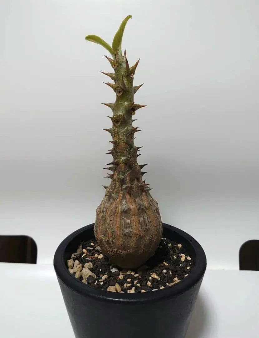 【希少種！】パキポディウム　ウィンゾリー　国内実生株　7年目　壺型