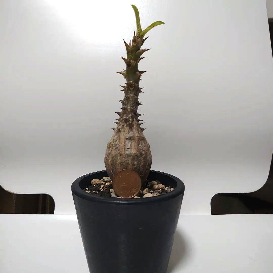 【希少種！】パキポディウム　ウィンゾリー　国内実生株　7年目　壺型