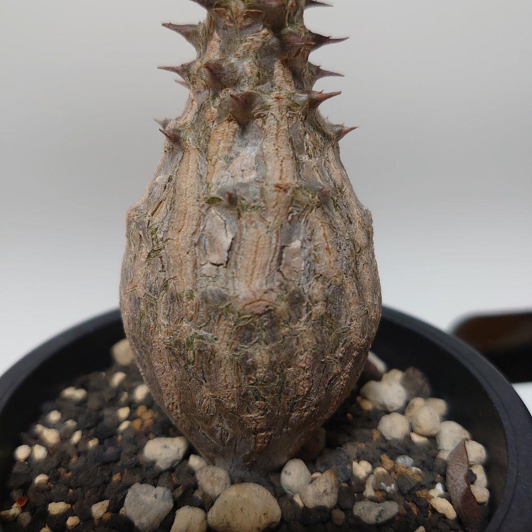 【希少種！】パキポディウム　ウィンゾリー　国内実生株　7年目　壺型