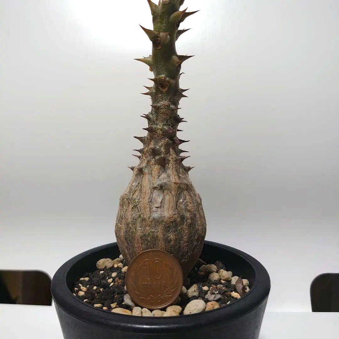 【希少種！】パキポディウム　ウィンゾリー　国内実生株　7年目　壺型