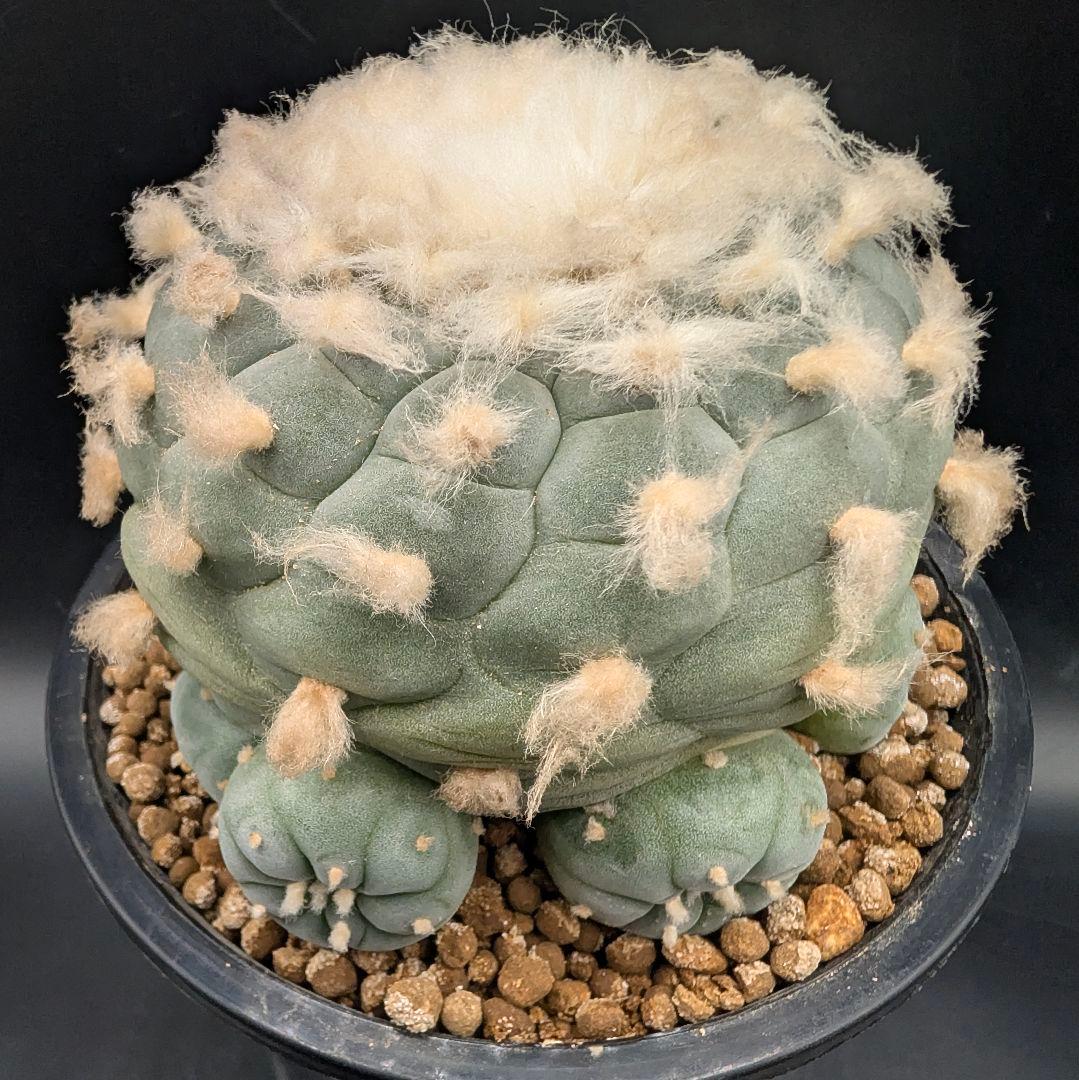 サ*生様 銀冠玉 実生 鉢植え メルカリ便送料込み - メルカリ