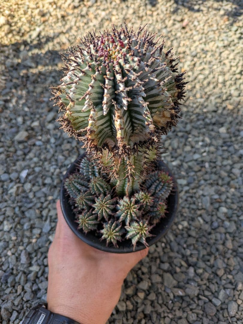 ユーフォルビア】【ゼブラ柄・赤棘・有望株】 ホリダ宇田ゼブラ子株③