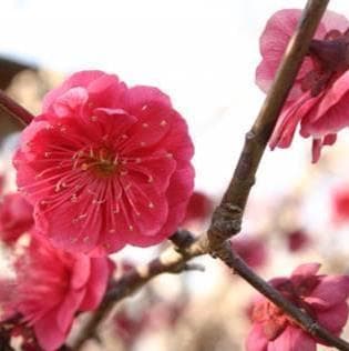 《現品》鹿児島紅梅（カゴシマコウバイ）樹高1.7ｍ（根鉢含まず）32【花梅苗木】