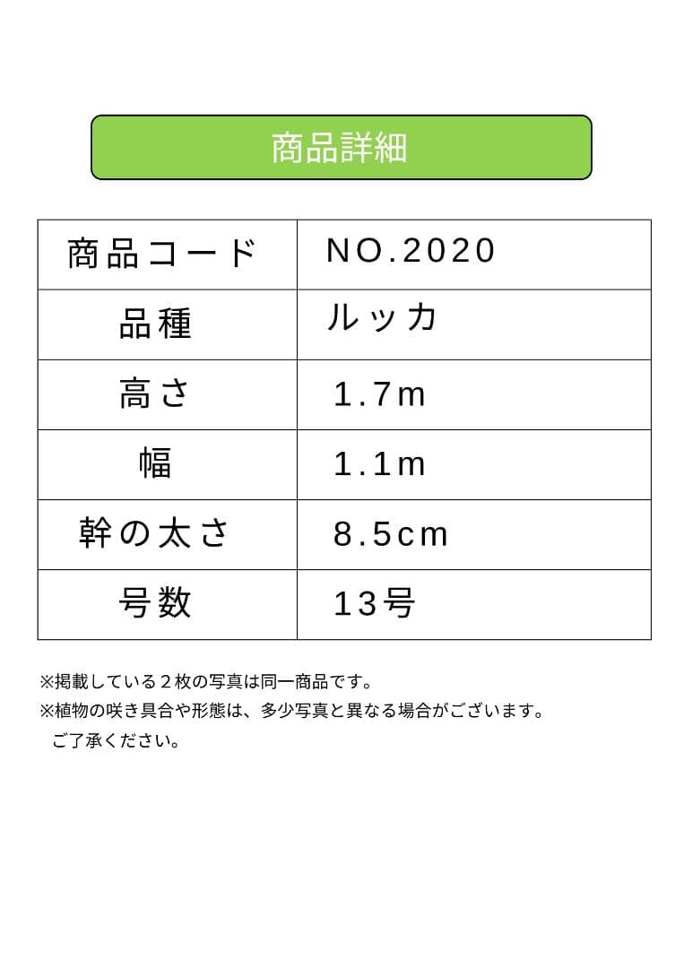 オリーブの木 ルッカ 約170cm NO.2020 大型 人気品種 現品掲載