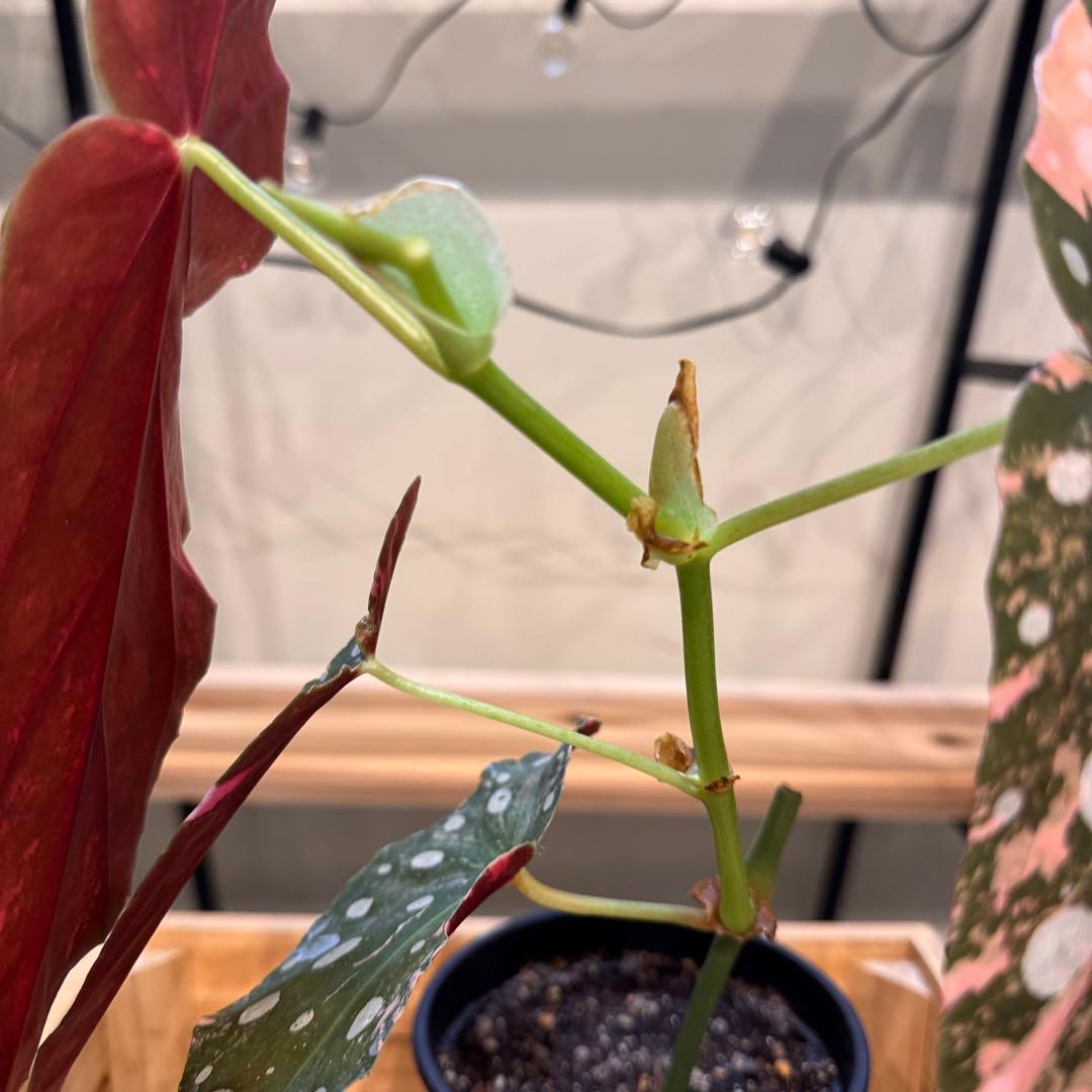 14 ベゴニア マクラータ 斑入り カット可能 - メルカリ