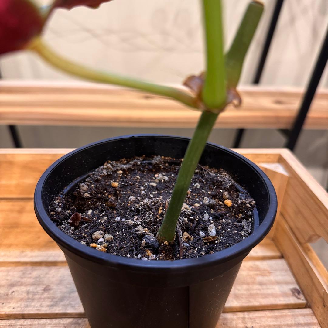 14 ベゴニア マクラータ 斑入り カット可能 - メルカリ