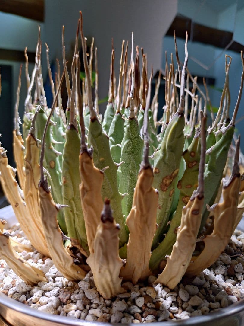 最終値下げ!発根済!25センチ超特大!陽炎エボリスピナ - メルカリ