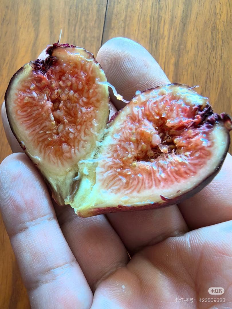 Dall' Osso イチジク穂木 1本 - メルカリ