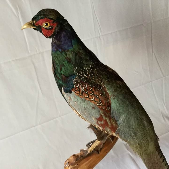 雉(キジ)オス剥製