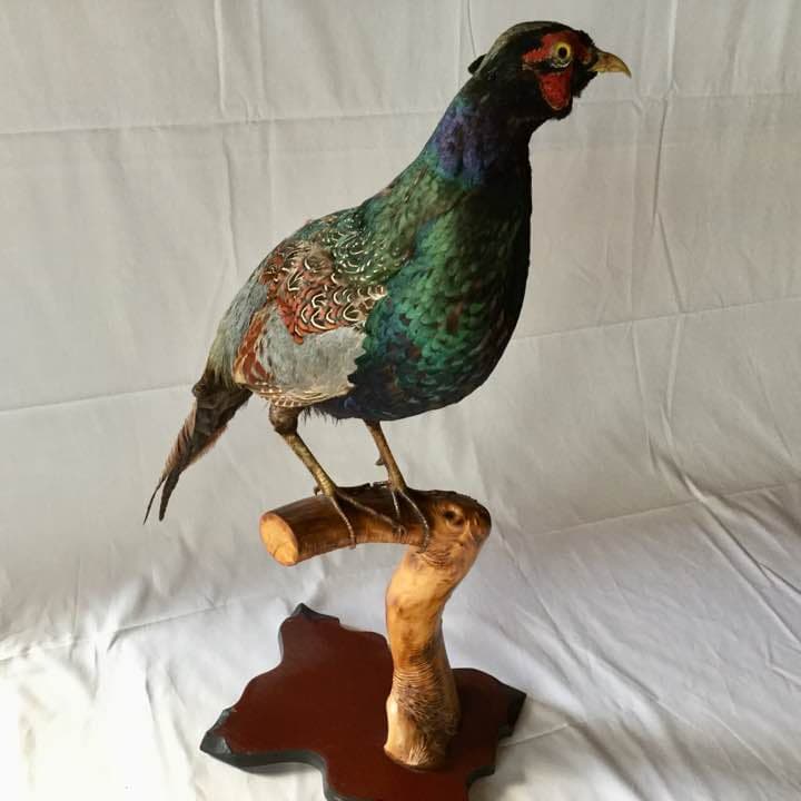 雉(キジ)オス剥製