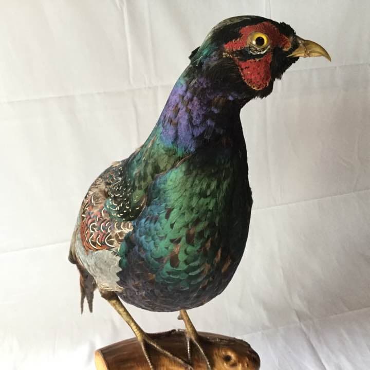 雉(キジ)オス剥製