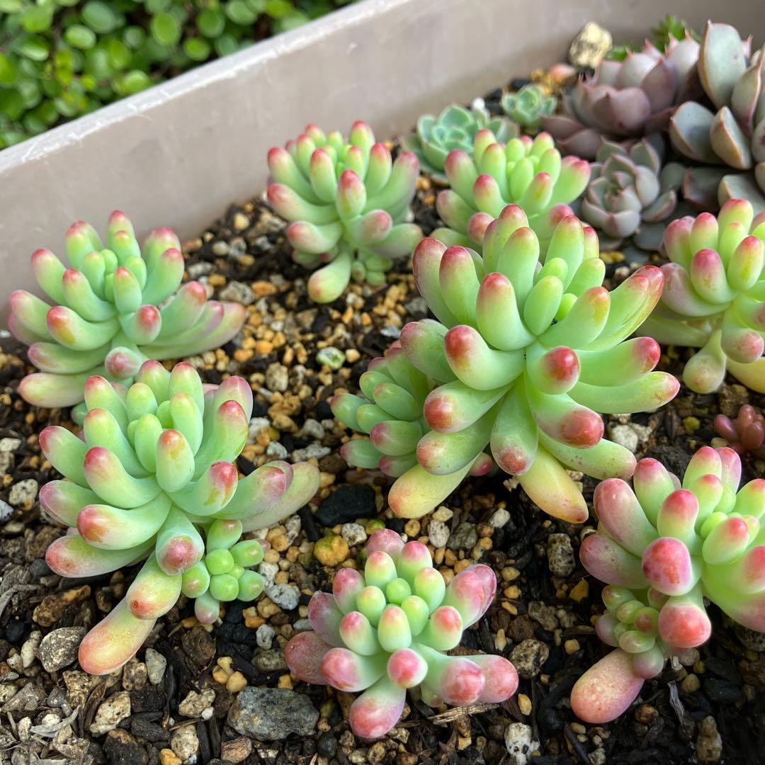 乙女心 11苗 【抜き苗】多肉植物