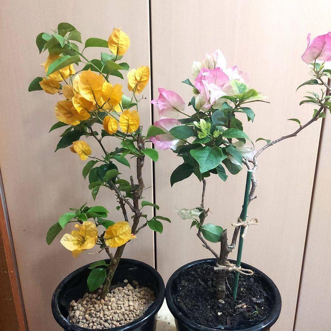 ブーゲンビリア2点セット‼️ No103 らくらくメルカリ便発送‼️ - メルカリ