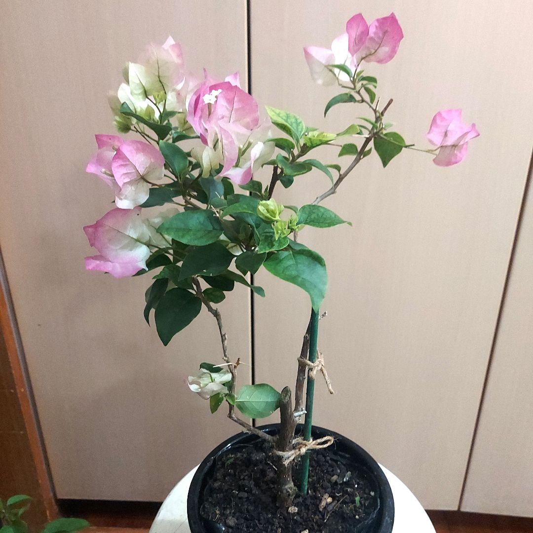 ブーゲンビリア2点セット‼️ No103 らくらくメルカリ便発送‼️ - メルカリ