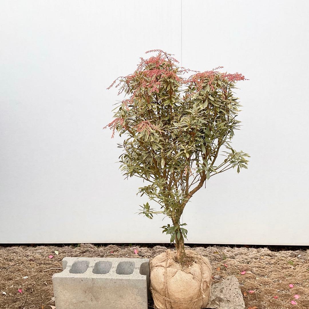 斑入りアセビ　/ 73