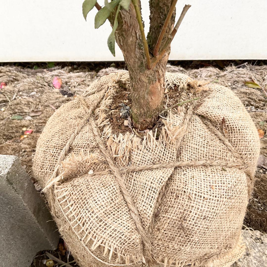 斑入りアセビ　/ 73