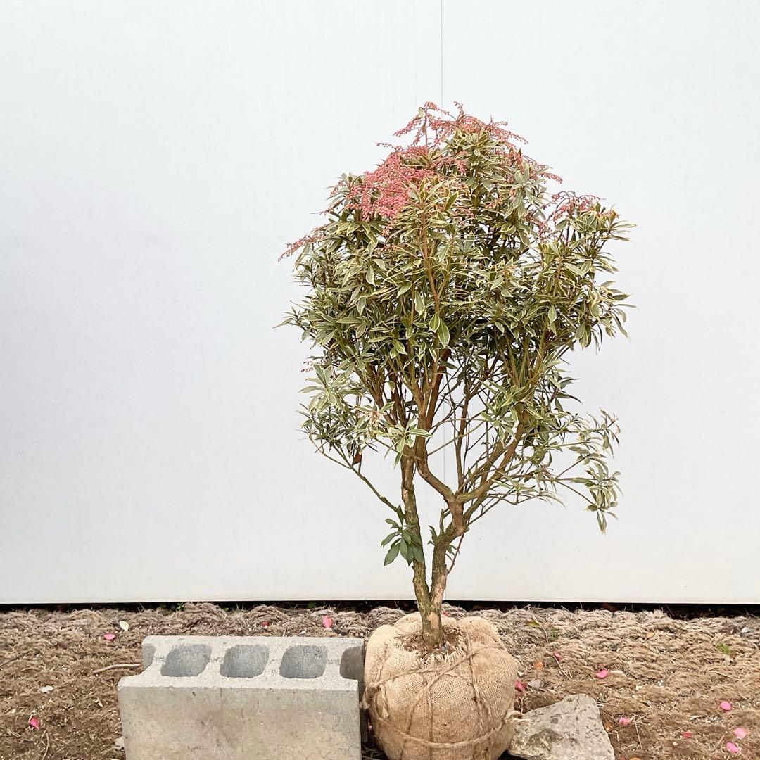 斑入りアセビ　/ 73