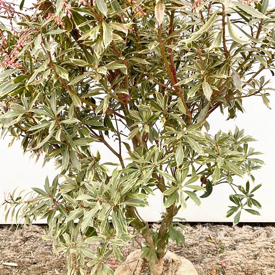 斑入りアセビ　/ 73