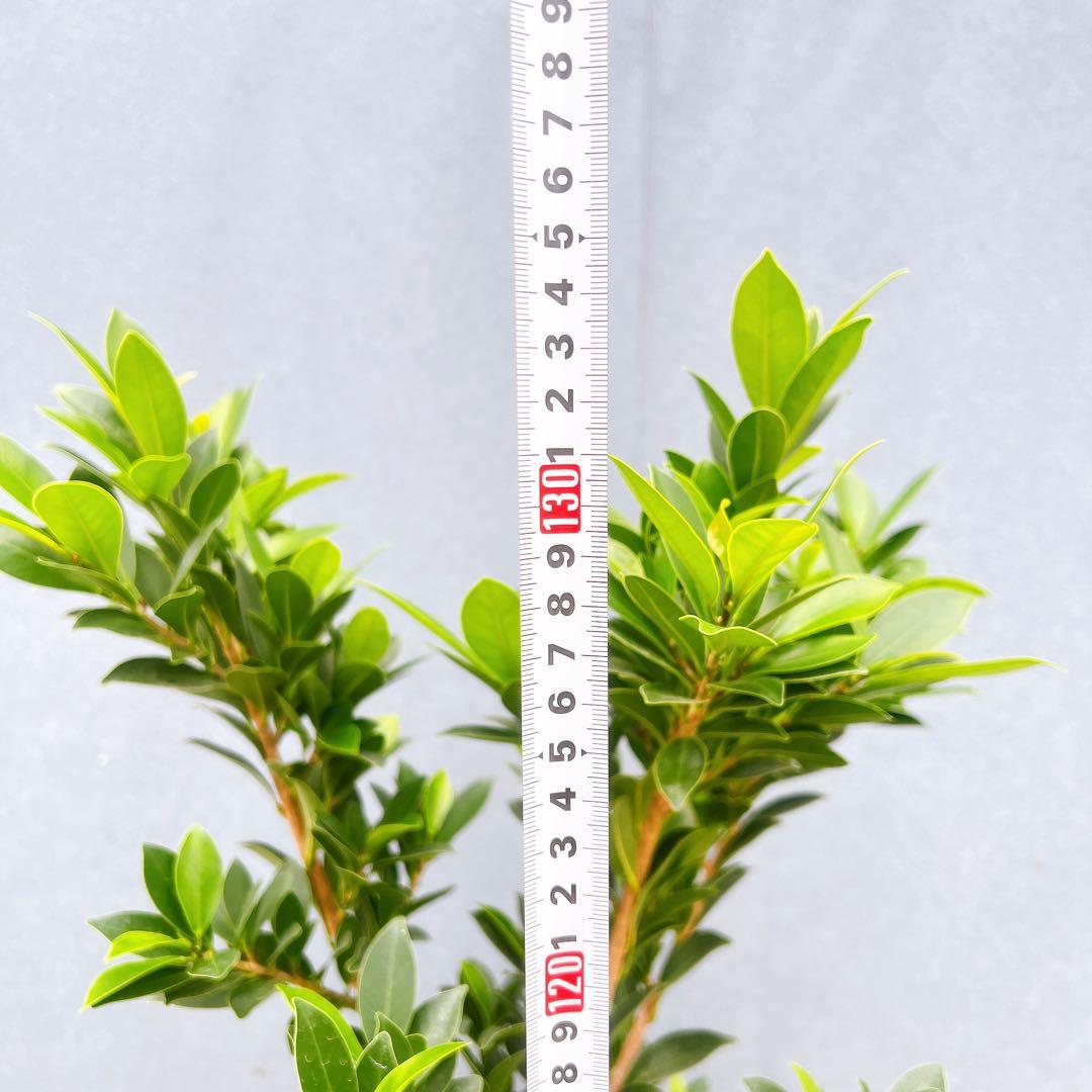現品 フィカス ゴムの木 ベリーリーフ 曲がり 特大 希少 観葉植物