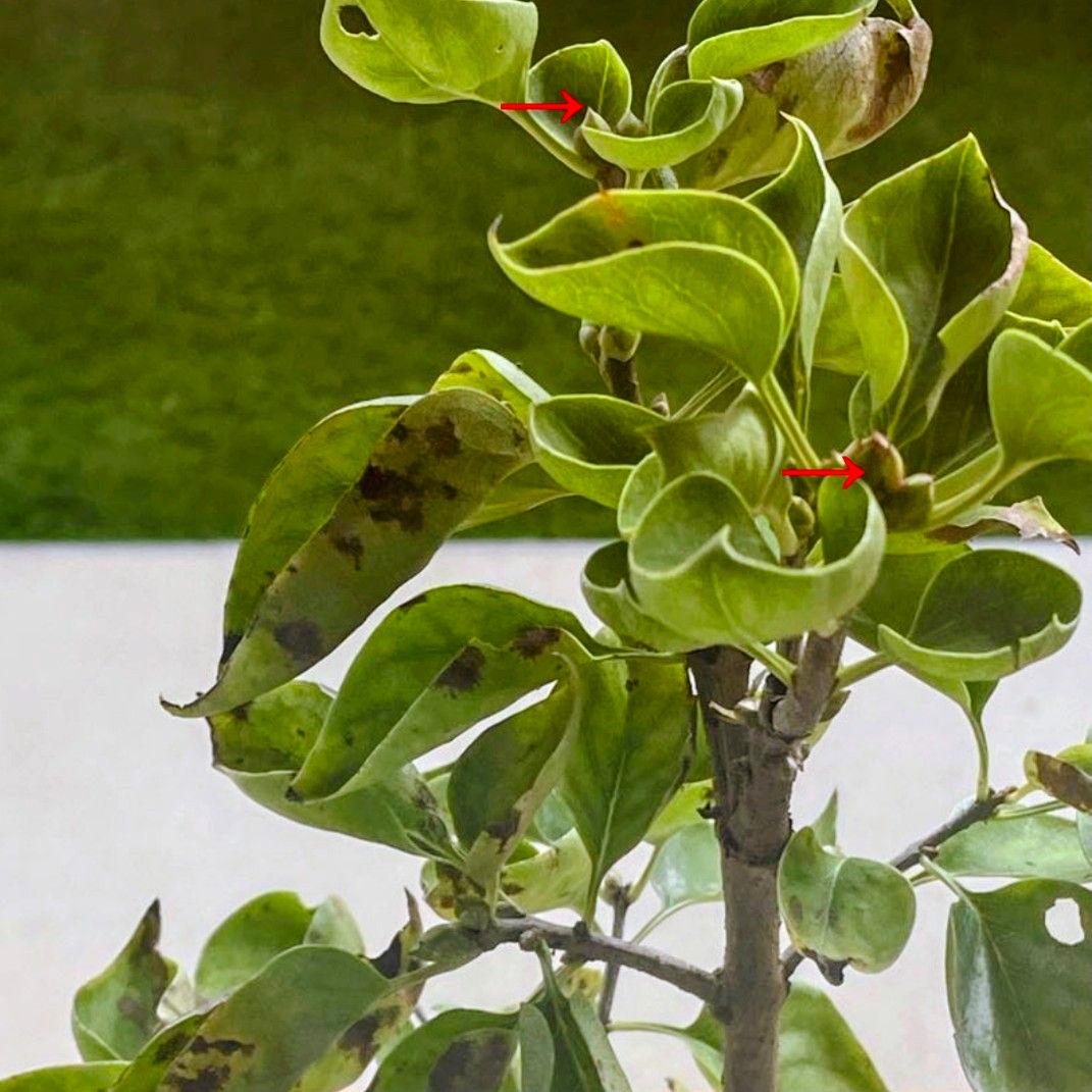 宿根【フランス直輸入】ライラック プレジデントグレイビー