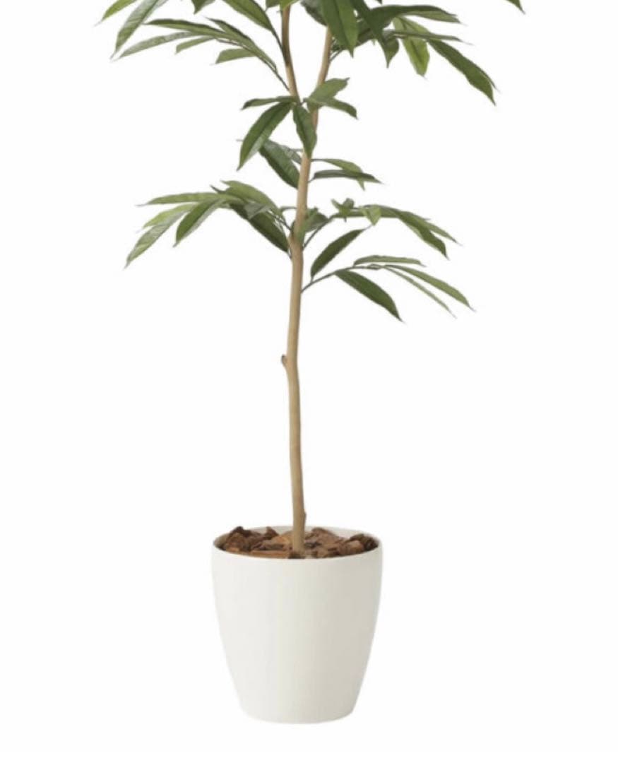 光触媒　人工観葉植物　フェイクグリーン　アムステルラバーキング 1.8m