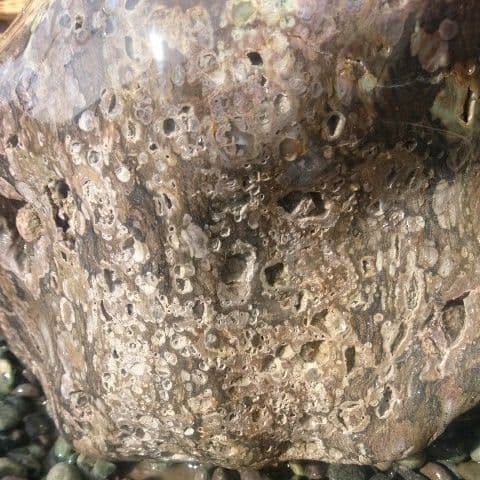 新潟産梅花石蹲 庭石 鑑賞石 置物 オブジェ インテリア 水槽 蹲 盆栽