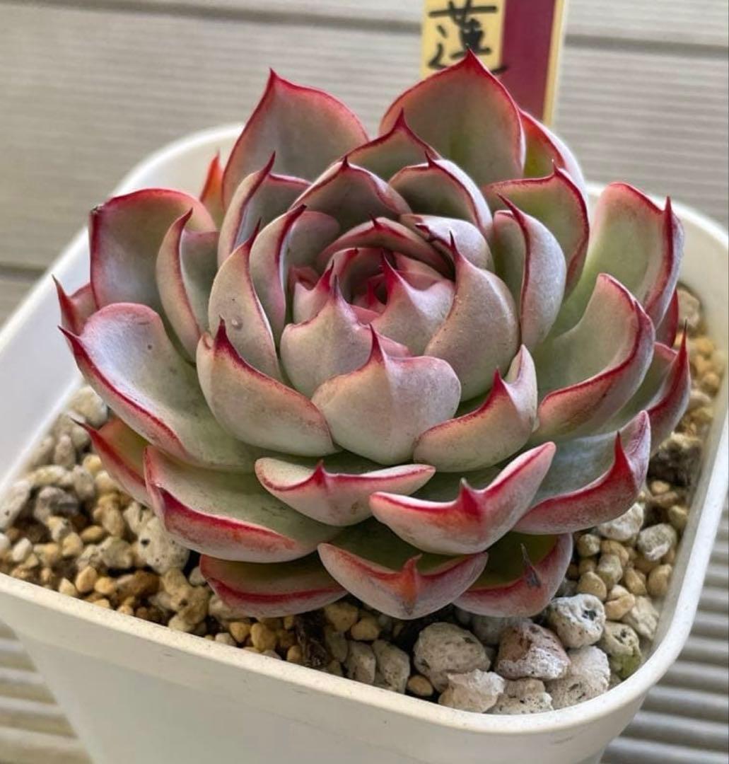 ꕤclara*様 リクエスト 2点 まとめ商品