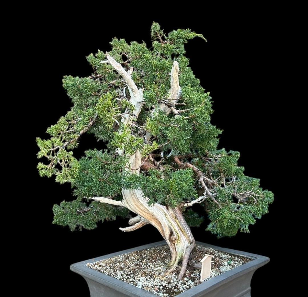 【盆栽屋大和】真柏 大品盆栽 取りに来れる方大歓迎 自社配送も可　展示品