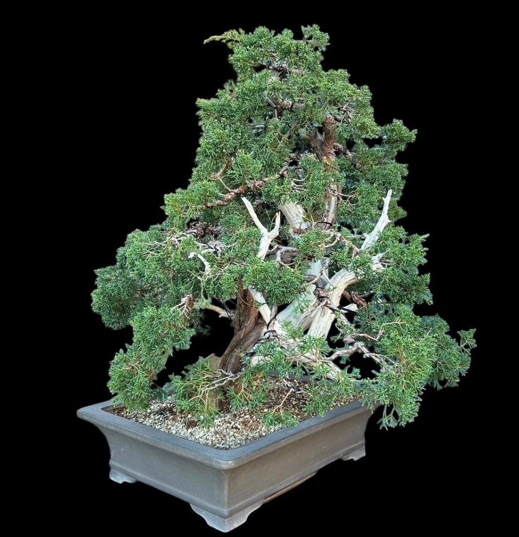 【盆栽屋大和】真柏 大品盆栽 取りに来れる方大歓迎 自社配送も可　展示品