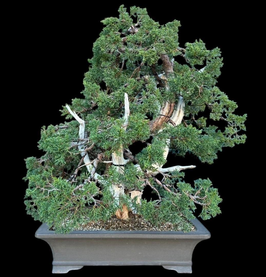 【盆栽屋大和】真柏 大品盆栽 取りに来れる方大歓迎 自社配送も可　展示品