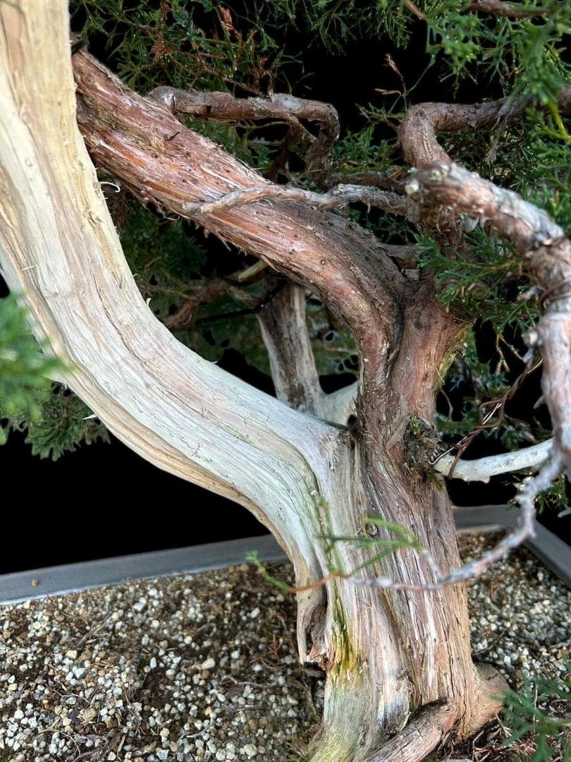 【盆栽屋大和】真柏 大品盆栽 取りに来れる方大歓迎 自社配送も可　展示品