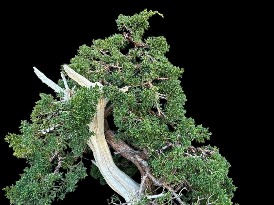 【盆栽屋大和】真柏 大品盆栽 取りに来れる方大歓迎 自社配送も可　展示品