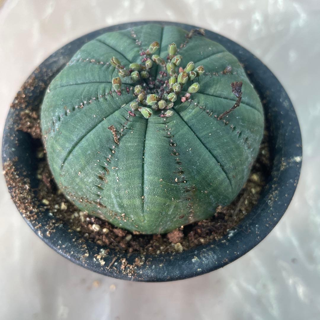 扁平シンメトリカ約6cm