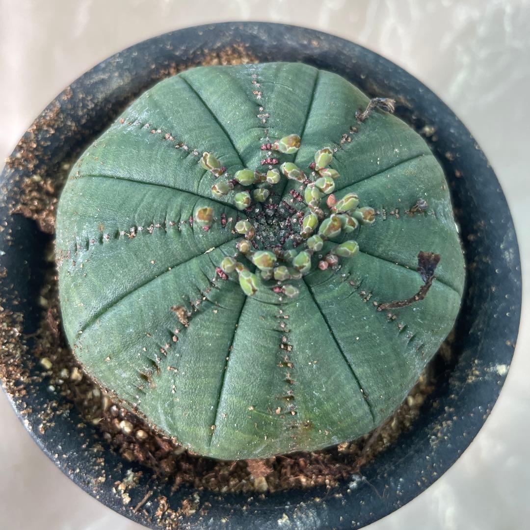 扁平シンメトリカ約6cm